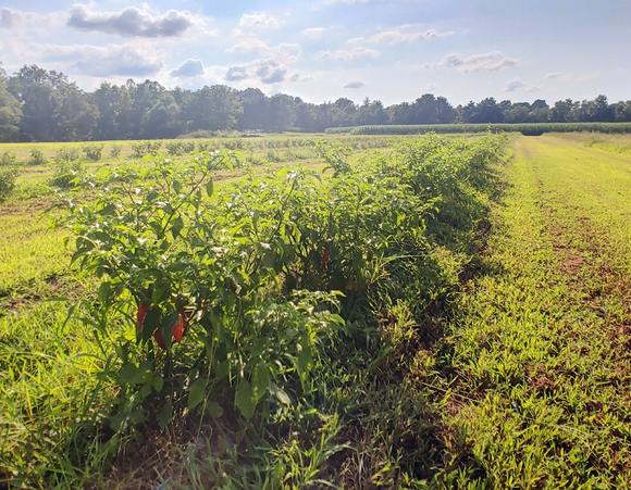 Kentucky Fine Bourbon Blaze Hot Sauce