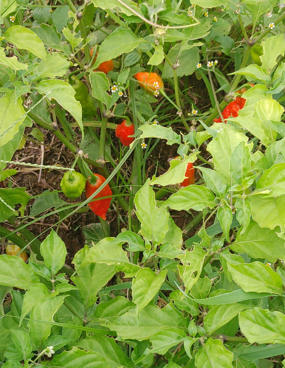 Kentucky Fine Bourbon Blaze Hot Sauce