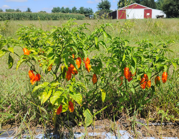 Kentucky Fine Bourbon Blaze Hot Sauce