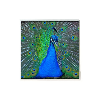 Peacock 2 Coaster