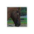 Churchill Downs Horse Close Up Coaster-1