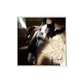 Boston Terrier 2 Coaster