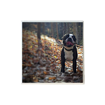 Boston Terrier 1 Coaster